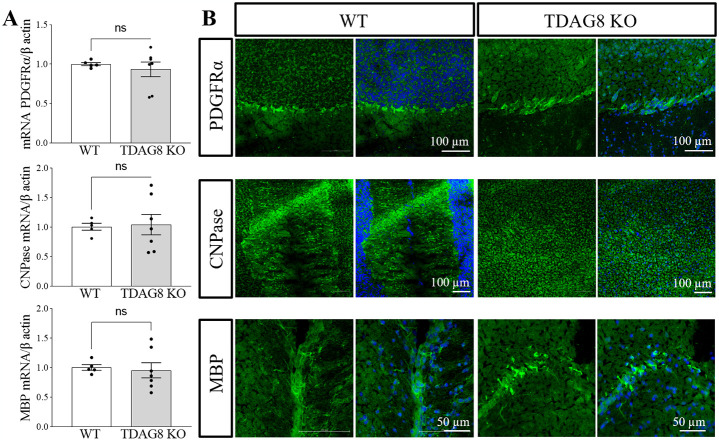 TDAG8 deficiency does not affect normal myelination in the mouse brain. A. The mRNA analysis of pdgfrα, cnpase and mbp expression in whole brain homogenates did not reveal differences between the TDAG8 KO and WT mice. B. Representative images of immunohistochemically stained WT and TDAG8 KO mice brains (cerebellum) show no differences in myelination between the two genotypes.