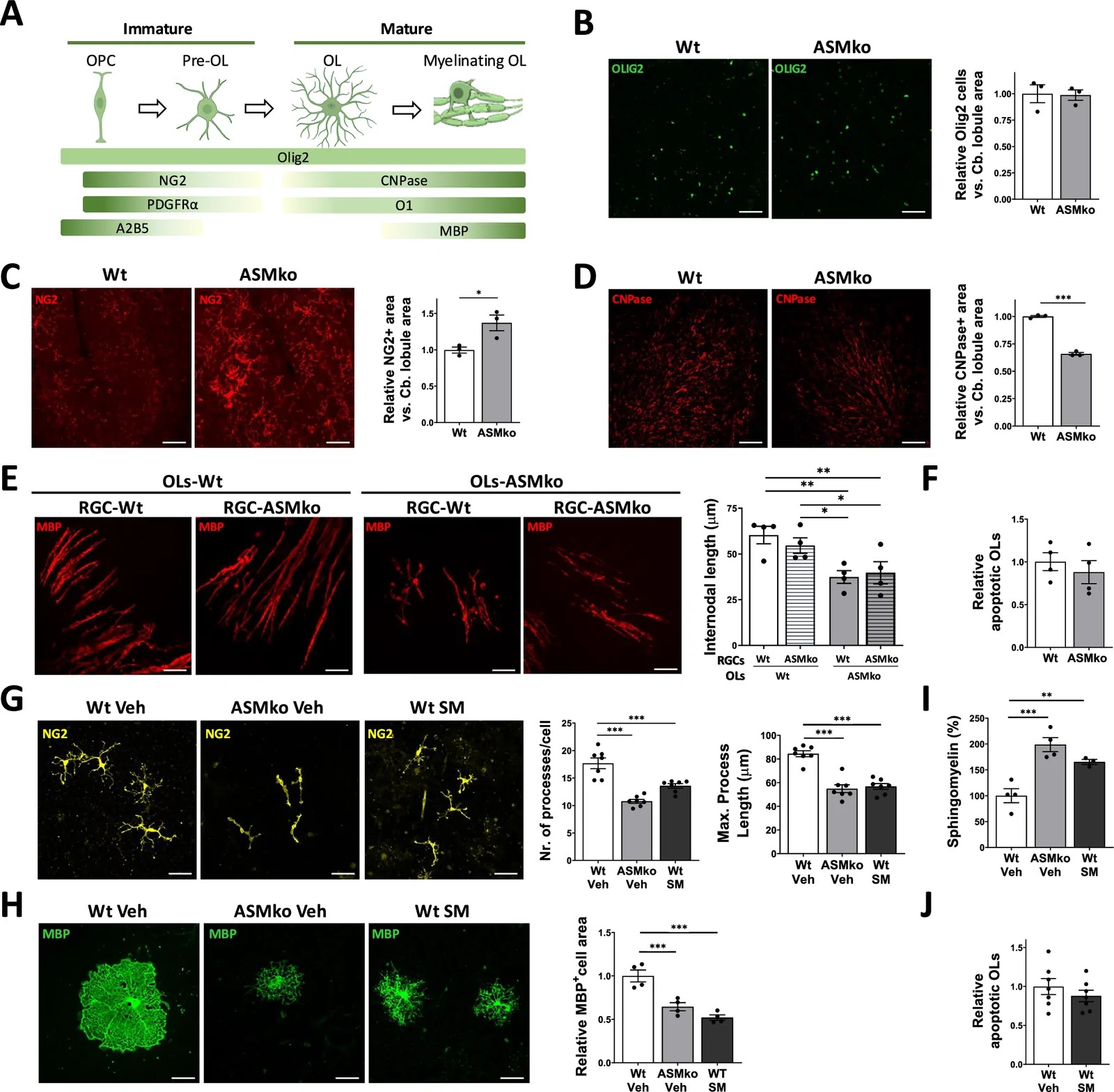 Impaired differentiation of ASMko OL. ( A ) Schematic representation of the OL lineage, illustrating the progressive morphological transition from bipolar OPCs through pre-myelination OLs to highly branched, mature, and myelinating OLs, together with the stage-specific markers used in this study (Olig2, NG2, PDGFRalpha, A2B5, CNPase, O1, MBP). These markers identify successive maturation states, with Olig2 labeling the entire lineage. ( B - D ) Representative immunofluorescence images of Olig2 ( B ), NG2 ( C ), and CNPase ( D ) in the apical region of cerebellar lobules from WT and ASMko mice at P90. Scale bar: 50 um. ( E ) Representative immunofluorescence images of MBP in the retina of WT and ASMko mice after transplantation of WT or ASMko OLs onto RGCs. Scale bar: 50 um. ( G ) Representative immunofluorescence images of NG2 in 4-day differentiated OL cultures from WT or ASMko OLs treated with vehicle, and in WT OLs treated with SM. Scale bar: 50 um. ( H ) Representative immunofluorescence images of MBP in 4-day differentiated OL cultures from WT or ASMko OLs treated with vehicle, or in WT OLs treated with SM. Scale bar: 50 um.