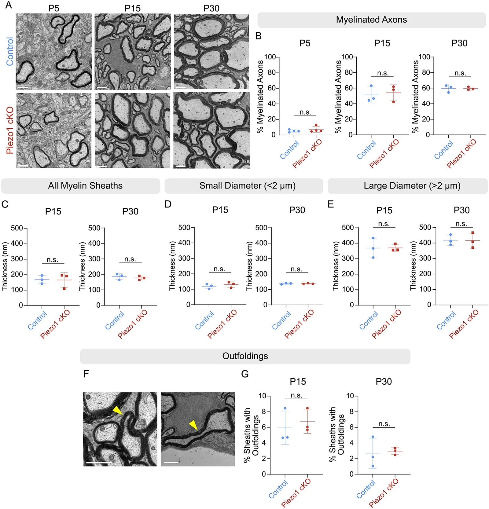 Myelin sheath onset and ultrastructure is not impacted by Piezo1 loss. A) Electron microscopy images of ventral cervical spinal cord of control (fl/fl) and Piezo1 cKO mice. Scale = 1 um. B) The percent of myelinated axons is unchanged at P5 (p = 0.40), P15 (p = 0.38), and P30 (p = 0.48). n = 3-4 mice, >300 axons/mouse. C) Average myelin sheath thickness at P15 and P30, p = 0.47 at P15, p = 0.28 at P30. n = 3 mice, 189-247 sheaths/mouse. All p values comparing littermate control (Piezo1 fl/fl) and Piezo1 cKO mice using an unpaired t test with Welch correction. D) Myelin sheath thickness on small diameter axons (<2 um) at P15, p = 0.23, and P30, p = 0.49. n = 3 mice, 150-212 axons/mouse. E) Myelin sheath thickness on the large diameter axons (>2 um) at P15, p = 0.49, and P30, p = 0.47. n = 3 mice, 25-46 axons/mouse. F) Representative images of myelin outfoldings from P15 mice. Yellow arrowheads indicate myelin outfoldings. Scale bar = 1 um. G) Percent of myelin sheaths that contain outfoldings at P15, p = 0.40 and P30, p = 0.84. n = 3 mice, with 385-561 sheaths/mouse. Graph bars indicate mean and standard deviation.