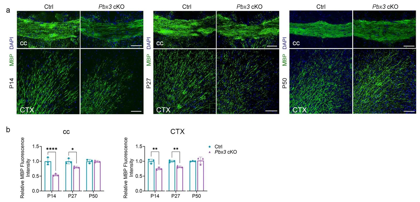 Pbx3 Deletion Delays Myelin Gene Expression. (a) Representative immunofluorescence images of MBP staining in Ctrl and Pbx3 cKO mice at indicated ages. Scale bar: 100 um. (b) Quantification of MBP immunofluorescence intensity in cc and CTX of Ctrl and Pbx3 cKO mice at P14, P27, and P50. Statistical analyses are limited to pairwise comparisons between control and cKO mice within each matched age; no statistical tests or direct quantitative comparisons are performed across different developmental ages. Data are presented as mean +/- SEM. n = 3 mice per group. * p < 0.05, ** p < 0.01; **** p < 0.0001, Unpaired Student t-test.